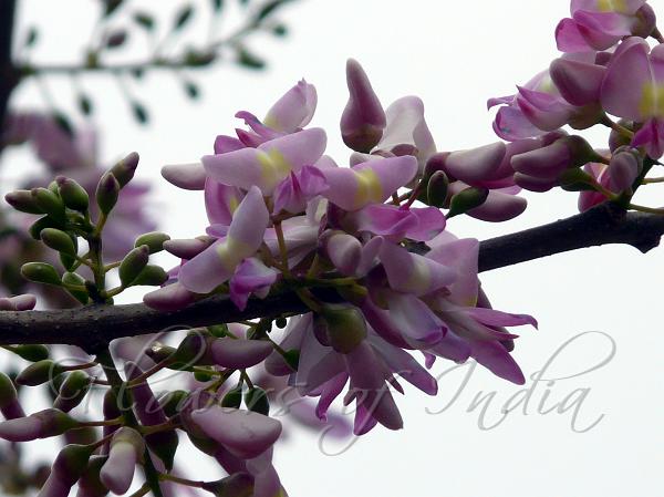 Mexican Lilac